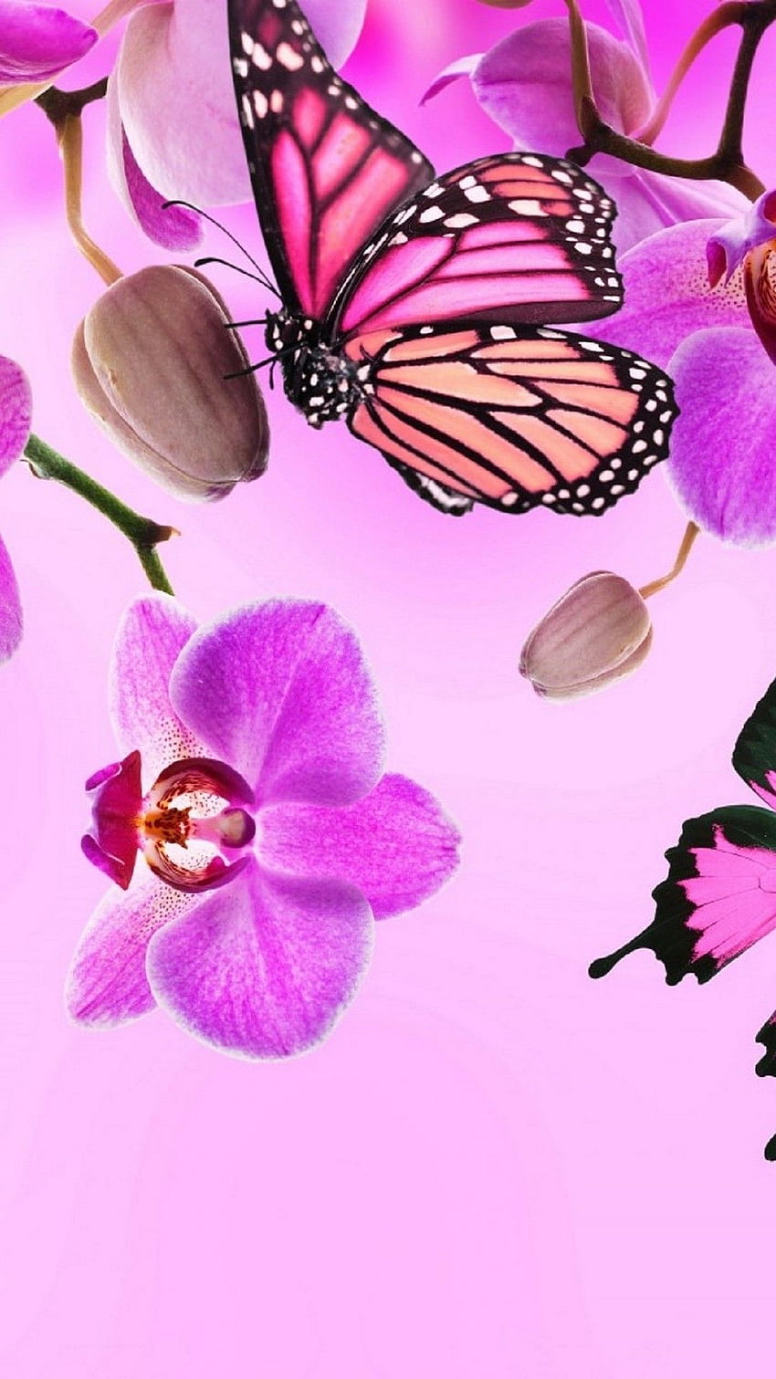 Page 2 | butterfly for android HD wallpapers | Pxfuel