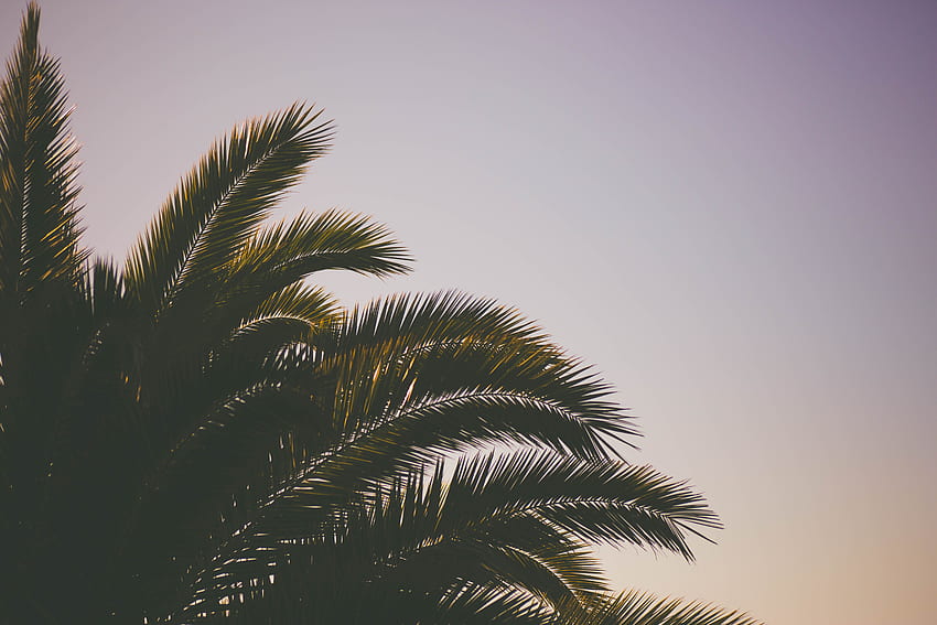 Nature, Sky, Palm, Branches HD wallpaper