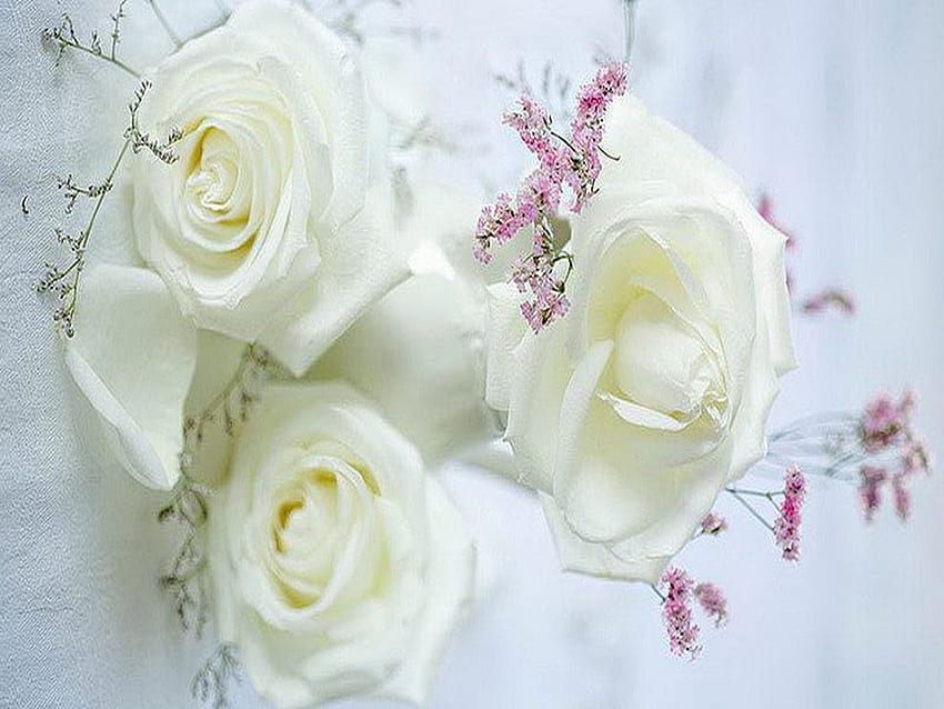 Delicate softness for friends, delicate, white, flowers, roses HD wallpaper