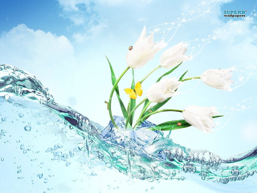 White tulips, tulip, white, abstract, water HD wallpaper