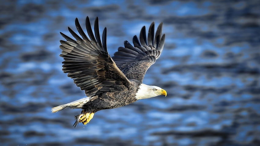 Eagle Flight Caught Fish, 바다, 동물, 날개, 독수리, 새, 비행, 물고기, 호수 HD 월페이퍼
