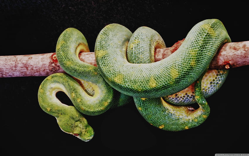 Green Boa Constrictor Ultra Background for HD wallpaper