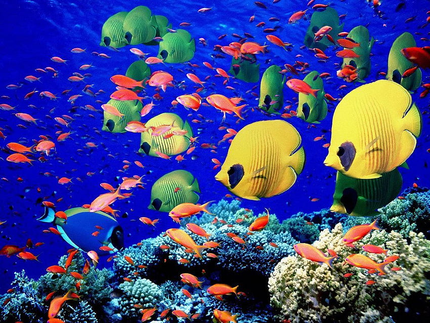 School of Fish, Girly Fish HD wallpaper