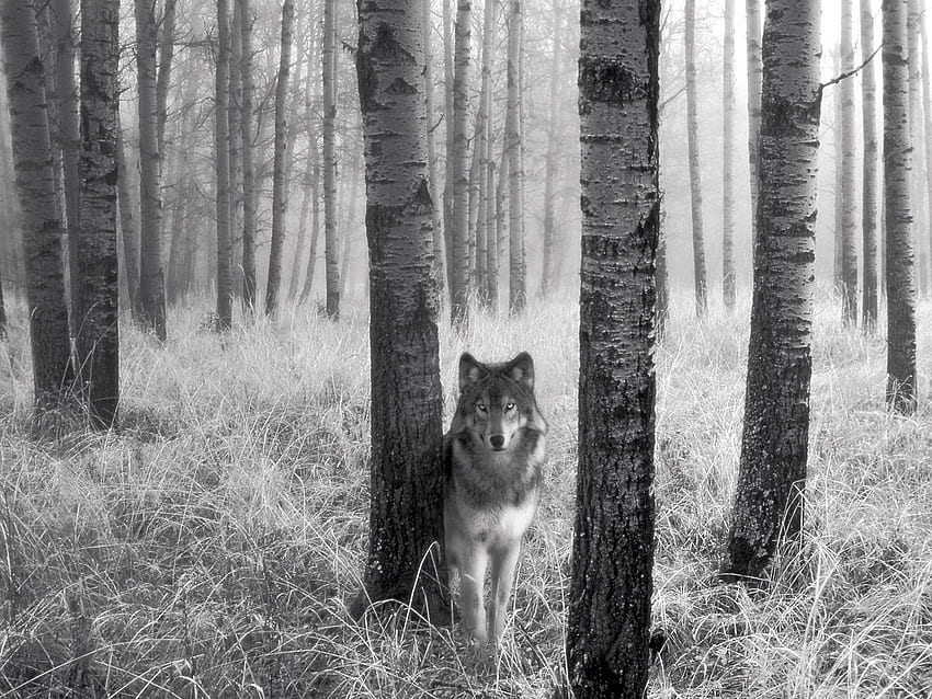 동물, 늑대, 예술 HD 월페이퍼