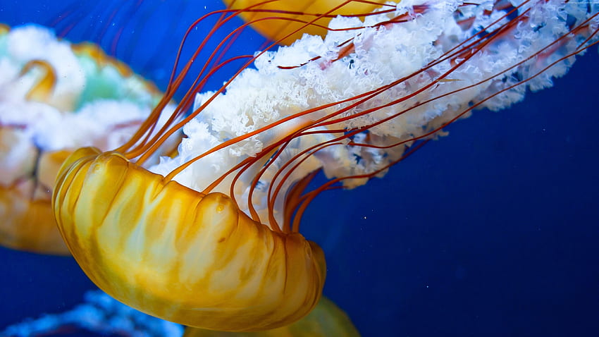 Japanese Sea Nettle, , , Pacific Ocean, Jellyfish, Sea, Atlantic, Water, Yellow, Travel High Resolution HD wallpaper