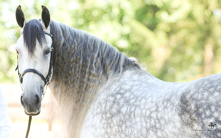 indah, kuda, kuda, saya suka kuda Wallpaper HD