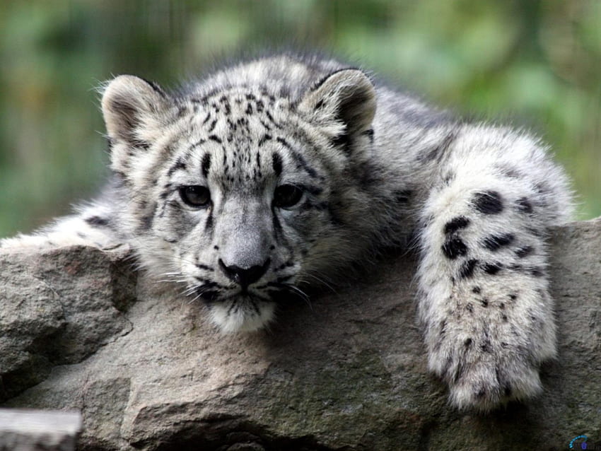 Anak Macan Tutul Salju, kucing, macan tutul, anak, salju Wallpaper HD
