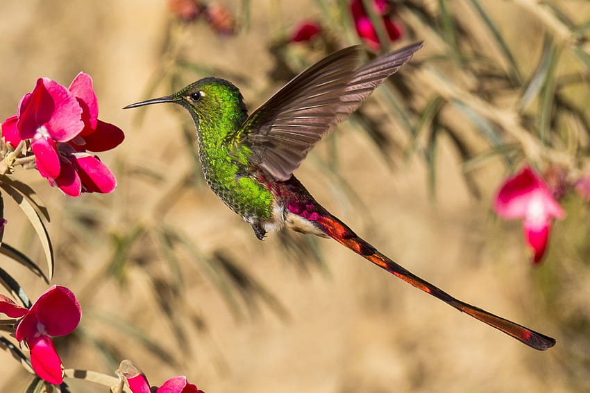 Humming-bird, pink, feather, wing, bird, flower, green, cute HD wallpaper