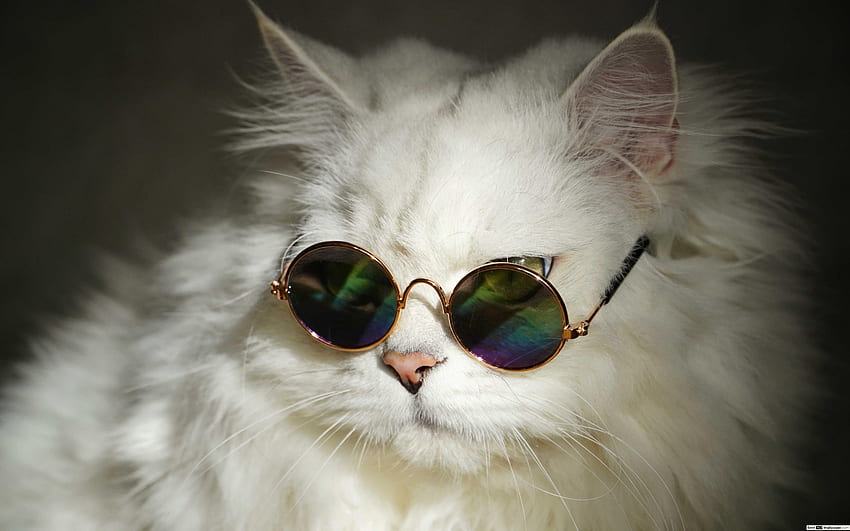 Gato branco legal com óculos de sol redondos, óculos de gato papel de parede HD