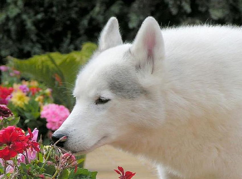 Alfa and aroma, curiosity, white, smelling flower, nature, wolf, wild HD wallpaper