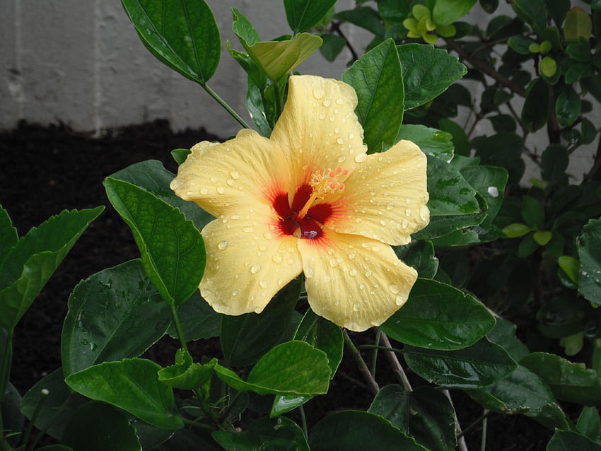 Aloha's one of Hawaii lovely flowers, paradise, hawaii, wonder, flower HD wallpaper