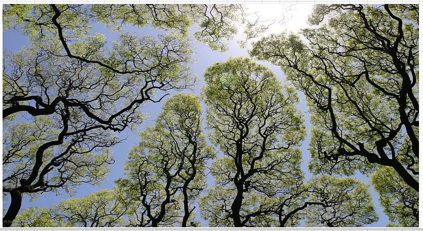Oszałamiające „Crown Shyness”, zjawiska, w którym drzewa unikają dotykania Tapeta HD