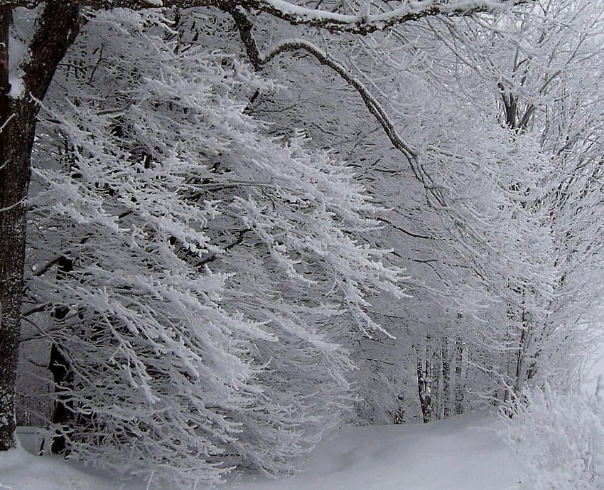 sihir musim dingin, musim dingin, sihir, salju, alam, hutan Wallpaper HD