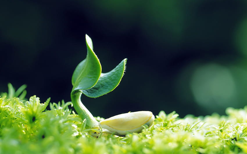 Plants Grow Up, Growing Plant HD wallpaper