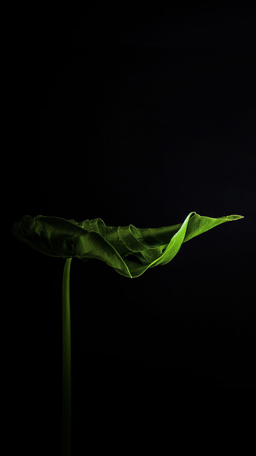 Duża roślina domowa, liść Tapeta na telefon HD