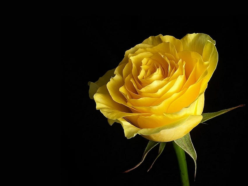 最も美しく最高の新鮮な黄色いバラの花 高画質の壁紙