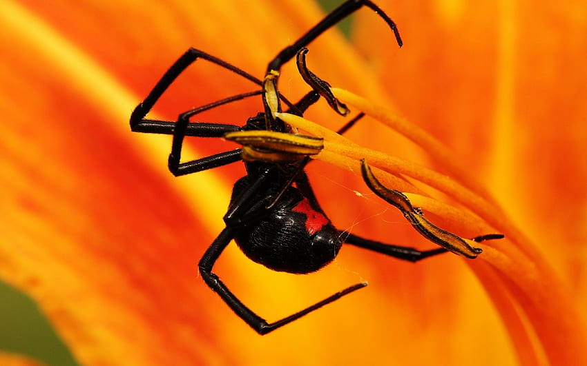 Black Widow Spiders HD wallpaper | Pxfuel
