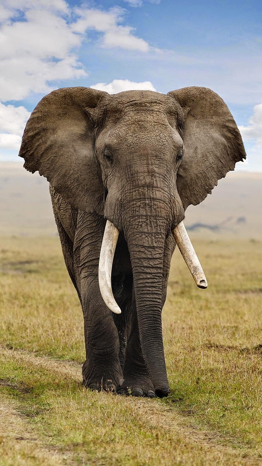アフリカゾウ、ゾウ iPad HD電話の壁紙