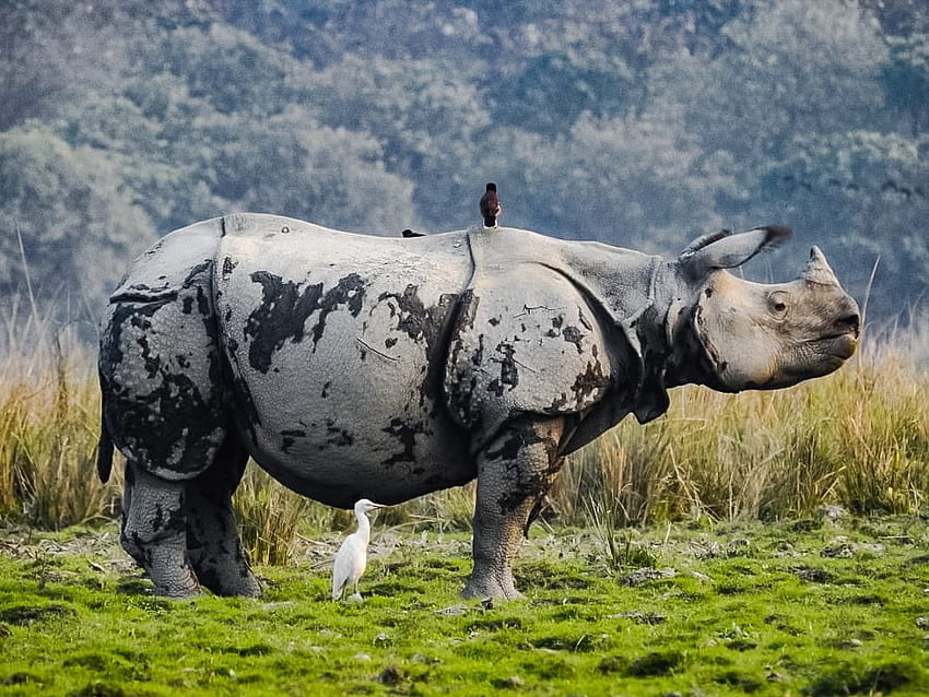 Kaziranga National Park, the World Heritage Site, India – Adler Tours &  Safaris