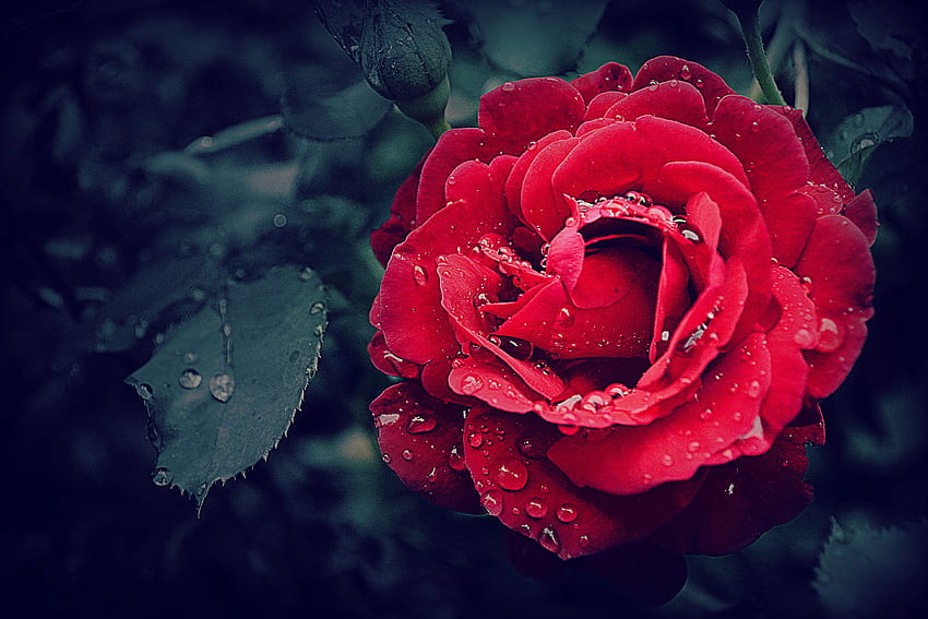 Czerwona róża, woda, rosa, harmonia, krople Tapeta HD