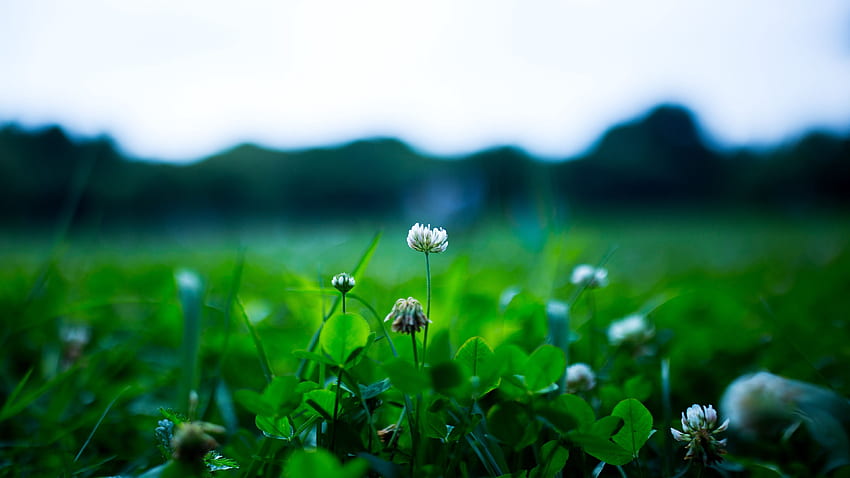โคลเวอร์ ดอกไม้ พืช ผักใบเขียว ฤดูใบไม้ผลิ วอลล์เปเปอร์ HD