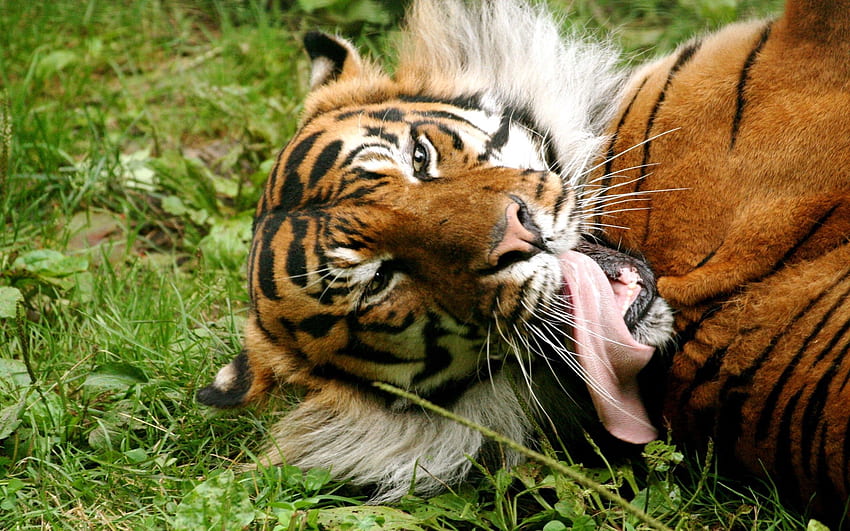 Animals, Striped, Tiger, Tongue, Language, Lick Your Lips, Licking HD wallpaper