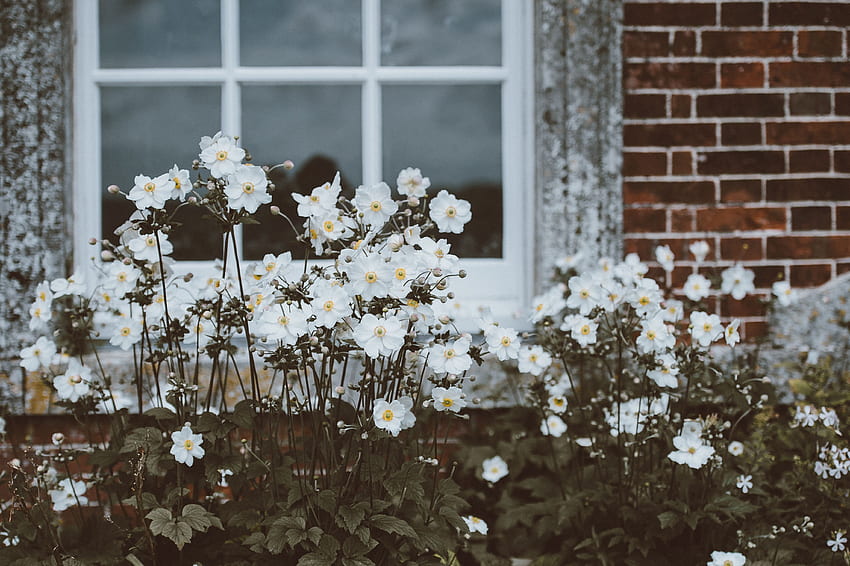 Blumen, Blumenbeet, Blumenbeet, Fenster HD-Hintergrundbild