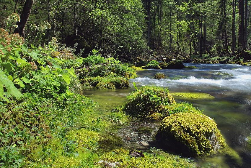 Nature, Landscape, Rivers, Forest HD wallpaper