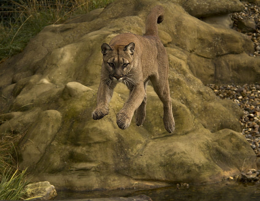 puma, Cougar, Mountain, Lion HD wallpaper