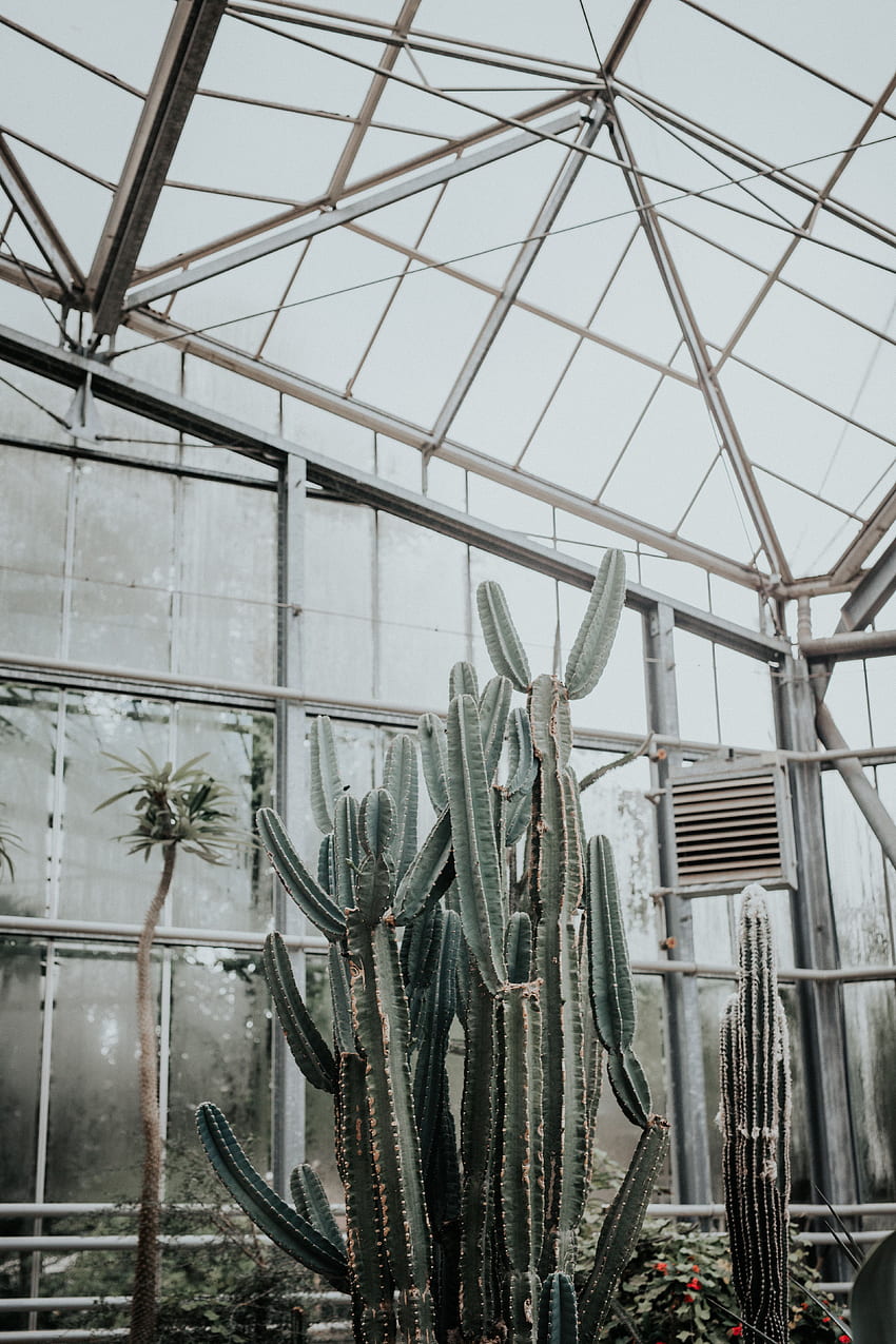 Plant, , , Cactus, Succulent, Greenhouse HD phone wallpaper