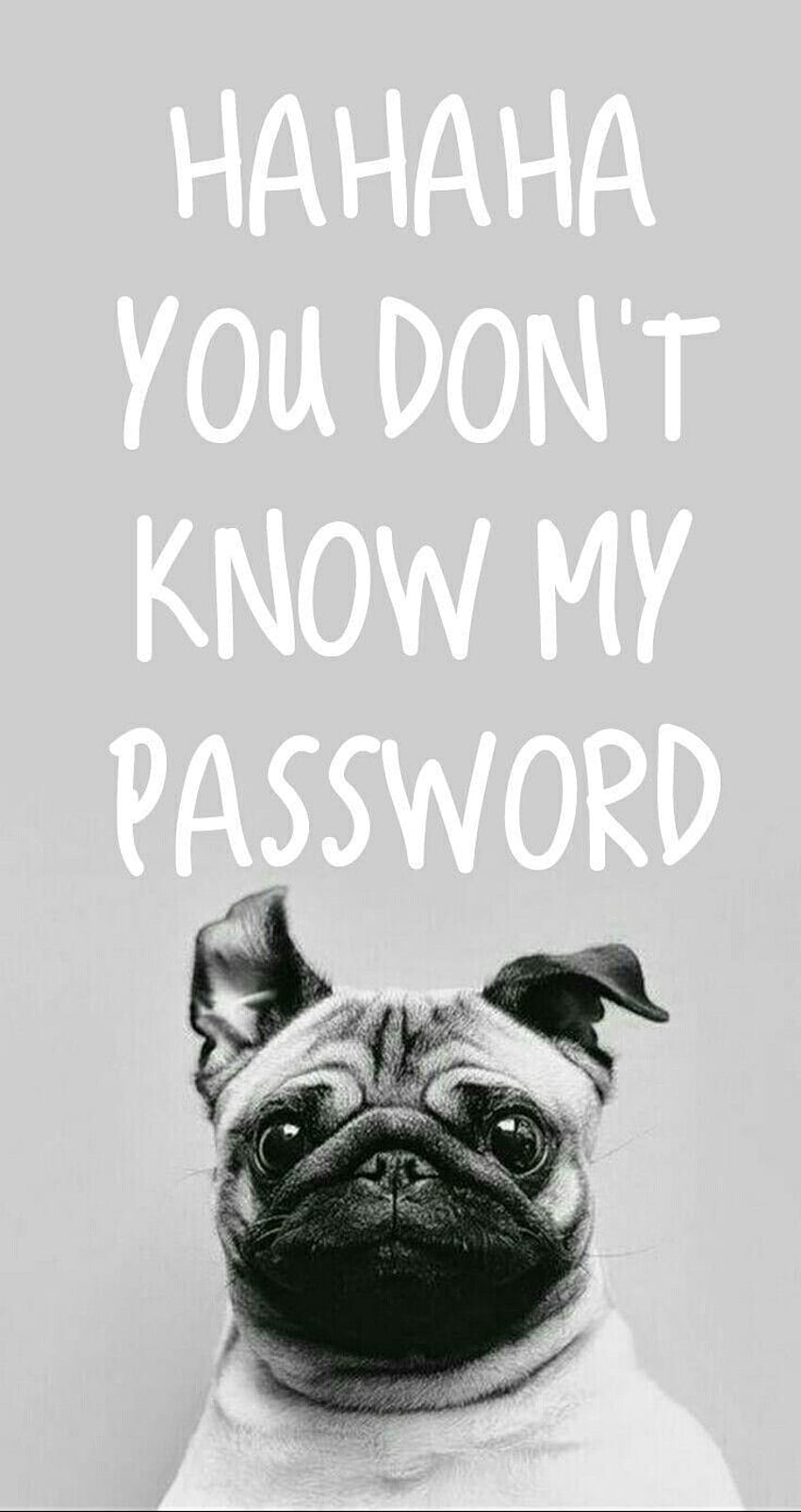 Hahaha Non conosci la mia password - Domani, Haha Non conosci la mia password Sfondo del telefono HD