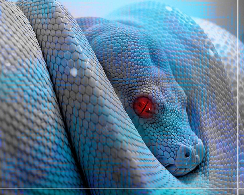 animaux_reptiles-serpent, reptiles, animaux Fond d'écran HD