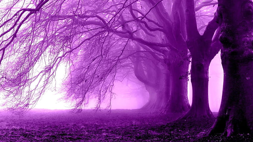 Purple morning in the forest, morning, graphy, , colors, purple world, nice, fog, 1920x1080, foggy, trees, , silhouette, white, grass, purple, pink, renderized, branches, cool, view, smoke, nature, leaf, , forest, splendor, foliage HD wallpaper