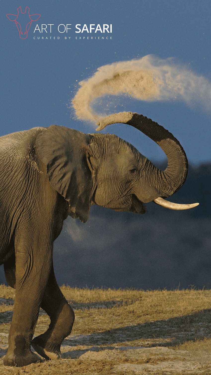 Elephant - Top Best Quality Elephant Background (, ), Aesthetic Elephant HD phone wallpaper