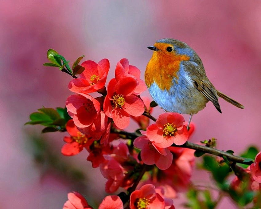 Printemps, coloré, oiseau, chanson, autre, branche, saison, résumé, rouge, floraison, nature, fleurs, joie Fond d'écran HD