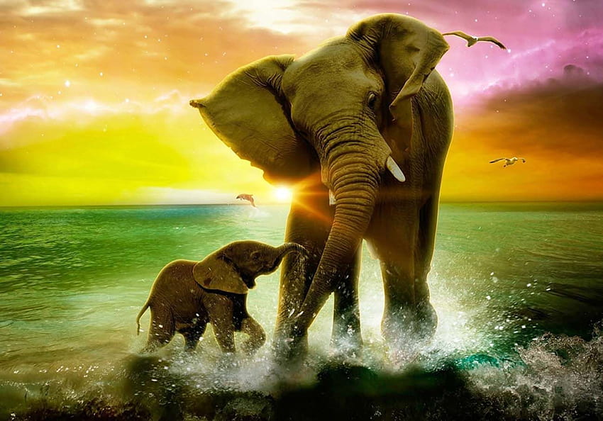 Bayi Gajah Lucu Dengan Ibu Gajah Bagus Wallpaper HD
