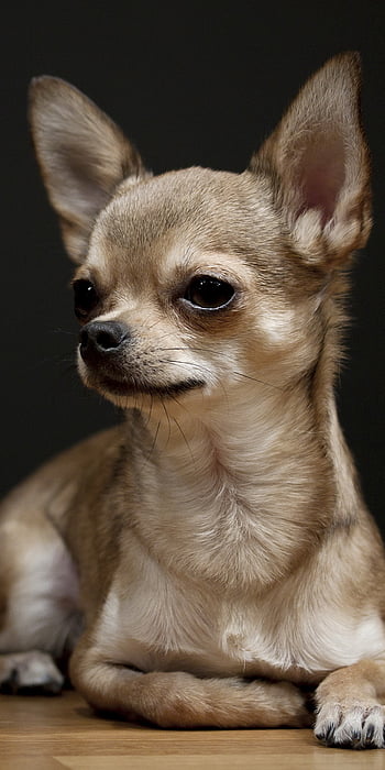 Free Chihuahua Wallpaper for Computer  Chihuahua puppies Chihuahua Cute  puppies