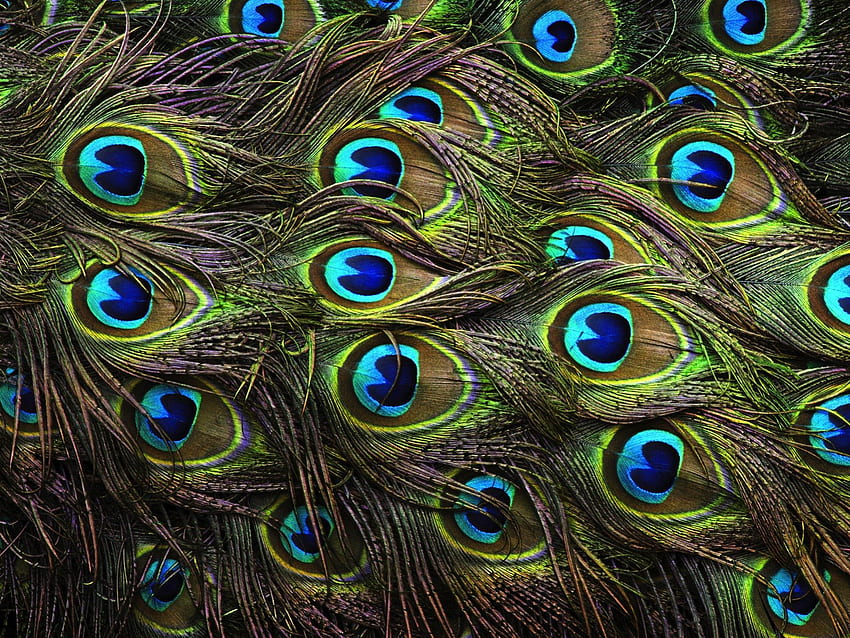 Peacock feathers, blue, feather, abstract, bird, art, green, peacock, beautyful HD wallpaper