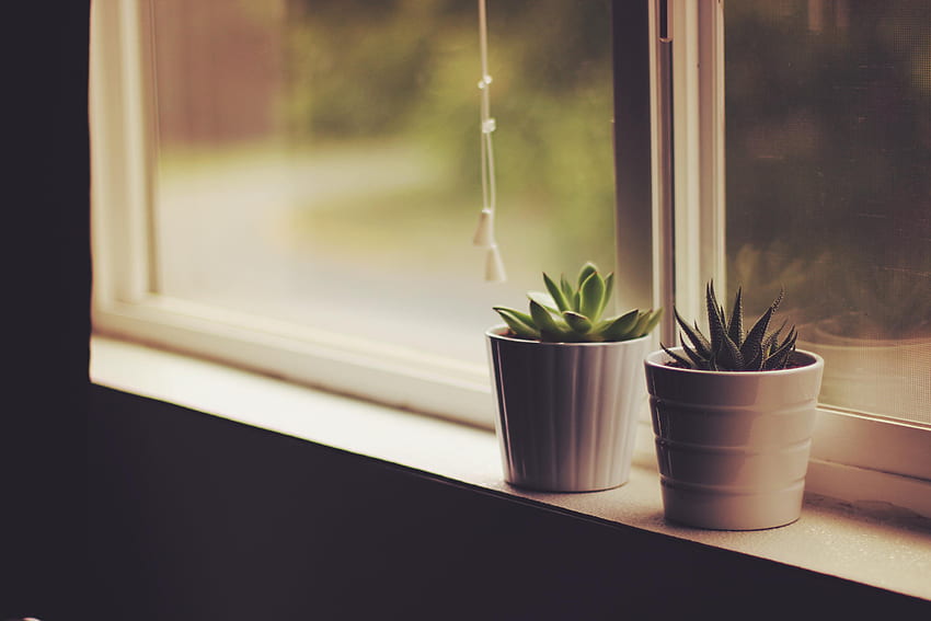 Plants, Flowers, Window Sill, Windowsill, Houseplants, Flower Pots HD wallpaper