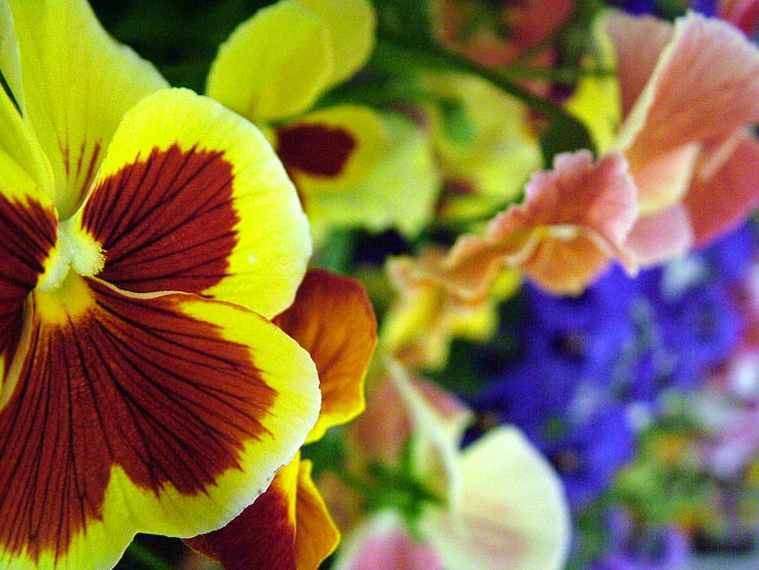 Hampton Court Flower Show Gallery 4 HD wallpaper