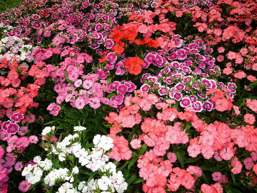 Kwiaty, Goździki, Piękno, Małe, Różne Tapeta HD