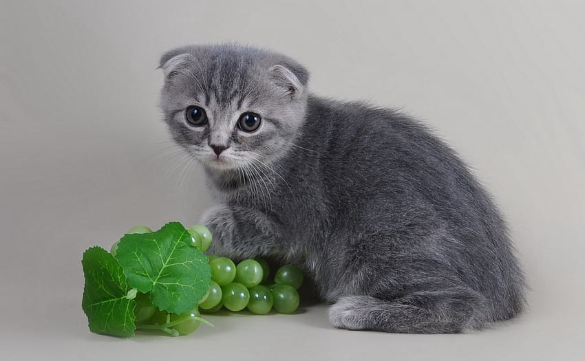 kitten, animal, grey, grapes, cute, cat, green, autumn, leaf HD wallpaper