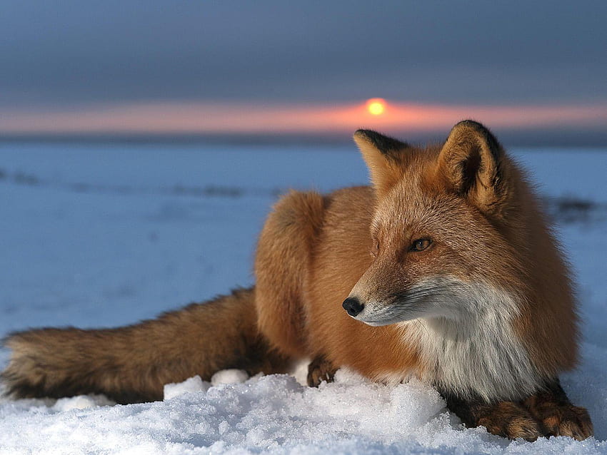 Red Fox , Black and Red Fox HD wallpaper