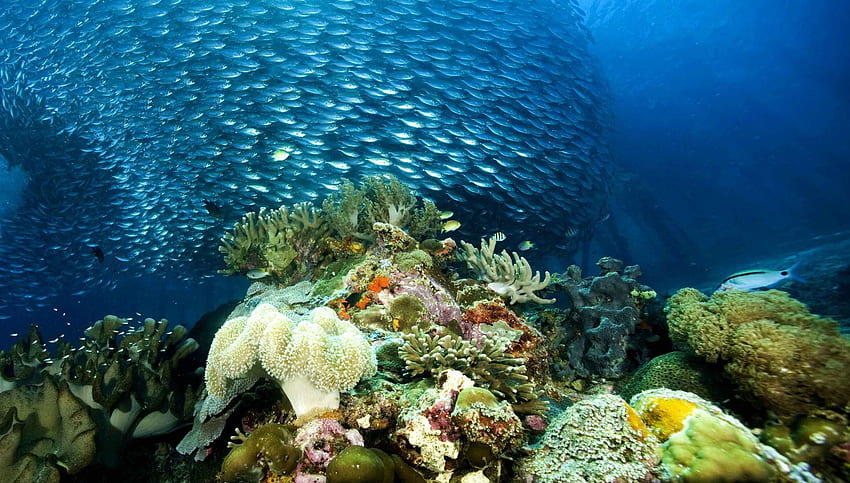 : Ocean Underwater World Delfino Corallo Esotico, Tropicale Subacqueo Sfondo HD