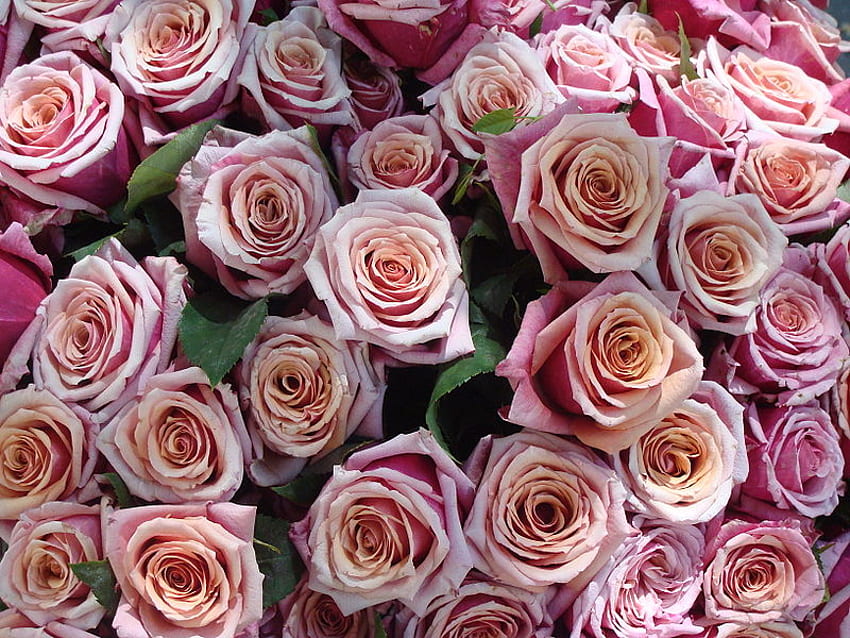 roses for my friends, nature, flowers, roses, friends HD wallpaper