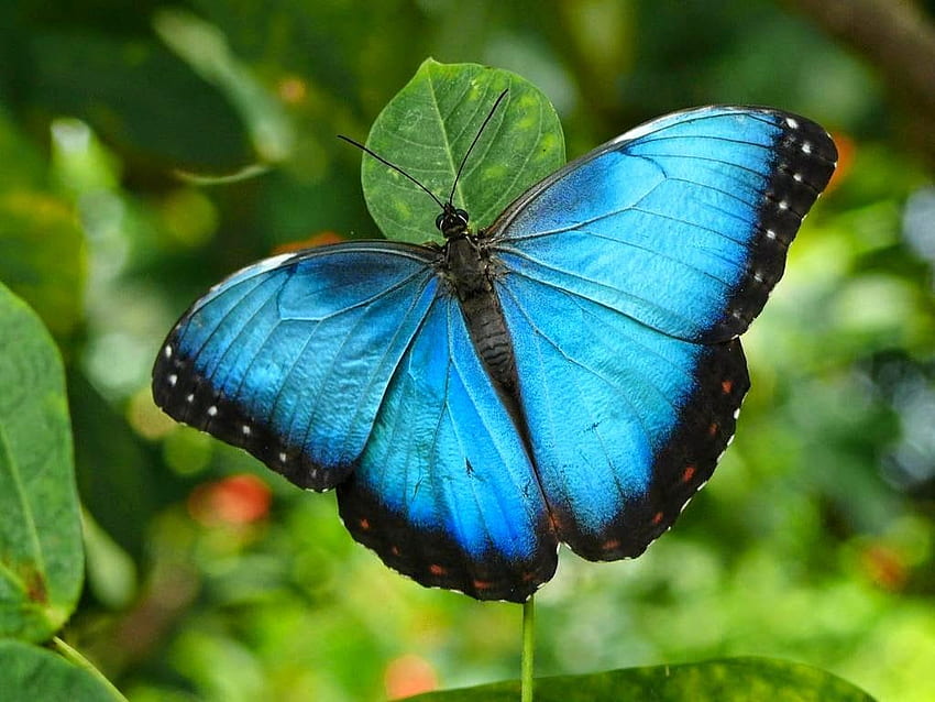 Diego Braghi: The magnificent Blue Morpho Butterfly, Forest Fly Butterfly HD wallpaper