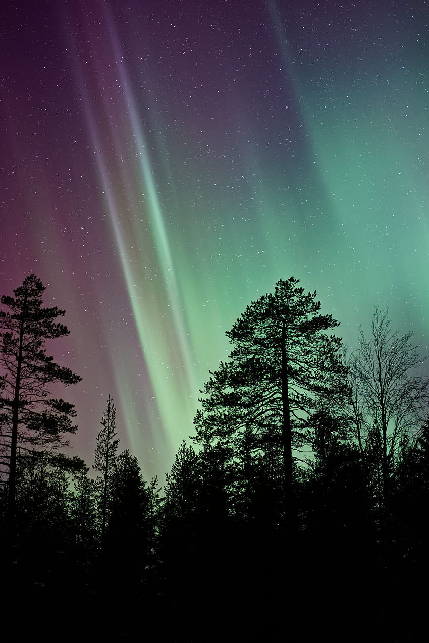 自然, 木, 星空, オーロラ, 北極のオーロラ HD電話の壁紙