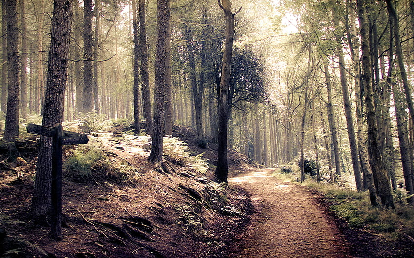 STOCK: Path through a spooky/ indie style forest by needanewname HD wallpaper
