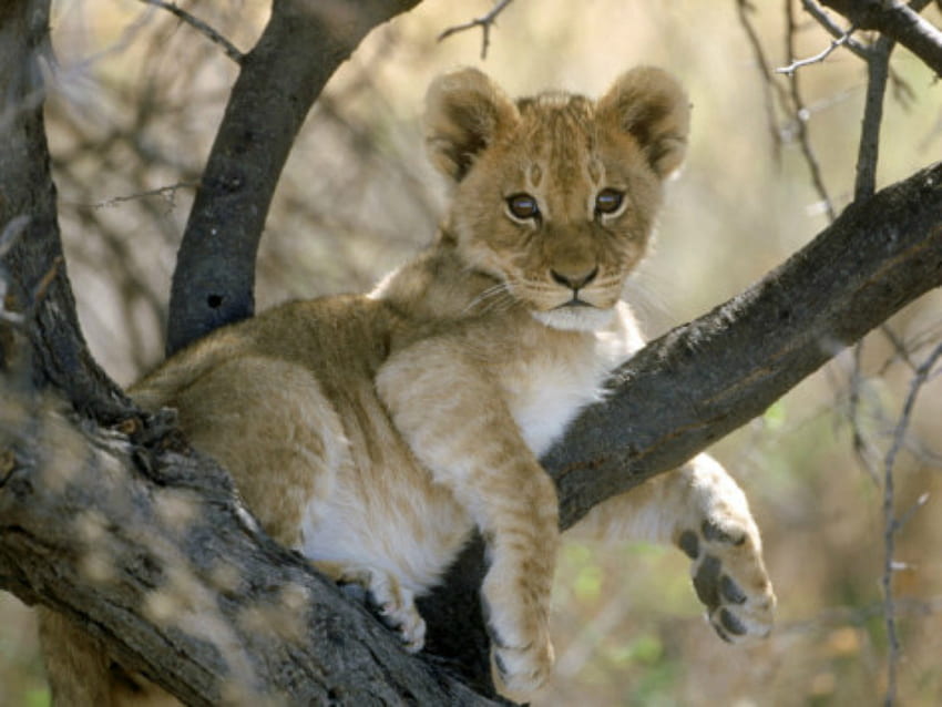 lion-cub, animal, cute, cat, big cat HD wallpaper