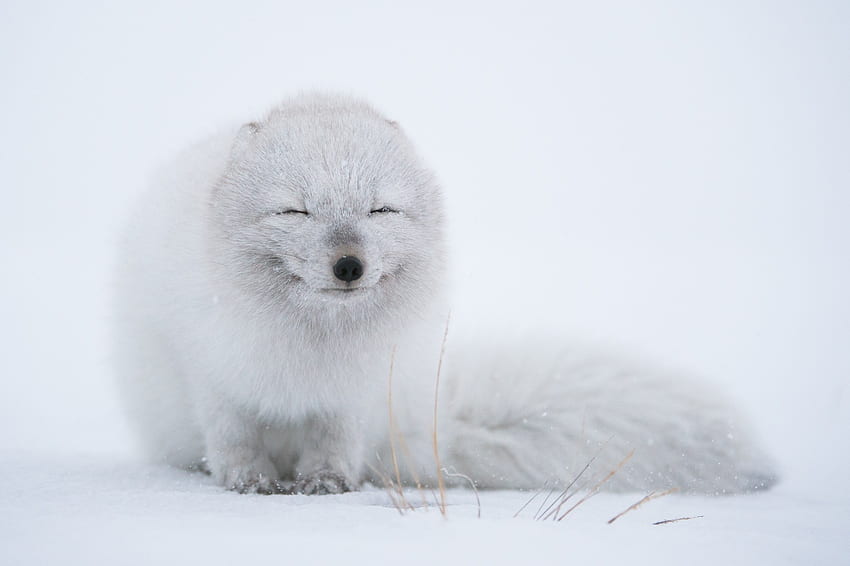 wildlife animals fox arctic fox snow white . Cool, Cute Arctic Fox HD wallpaper